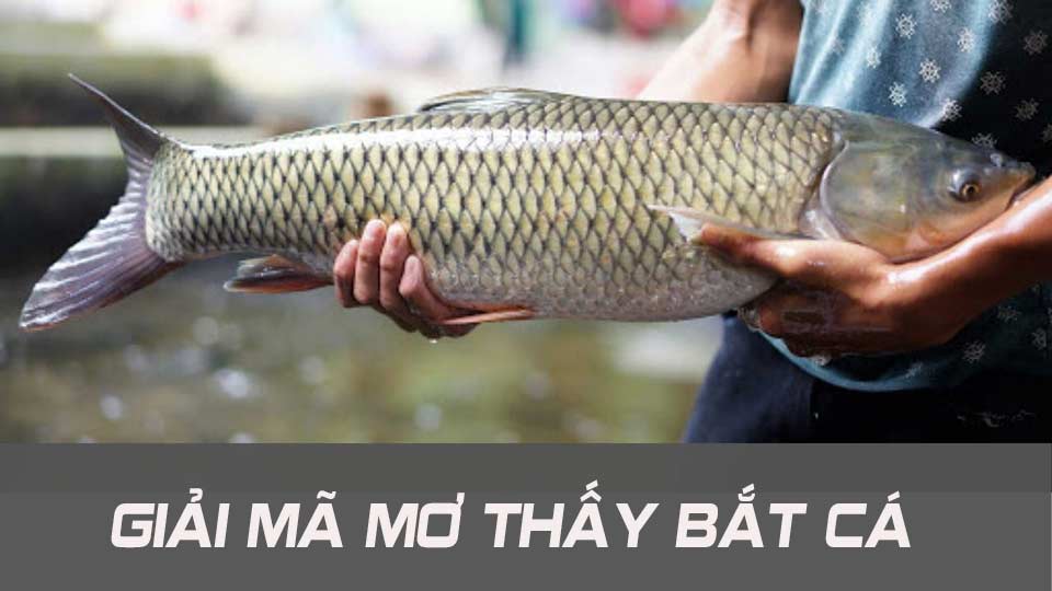 Giải mã giấc mơ thấy đánh bắt cá cụ thể nhất