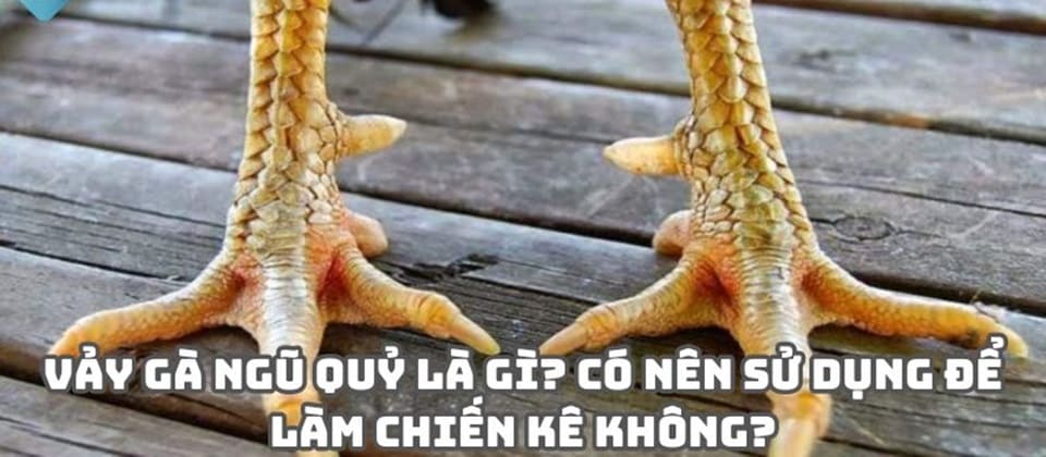 Lý do nên lựa chọn giống gà vảy ngũ quỷ